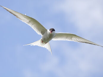 Arctic tern against blue sky, The Wildlife Trusts