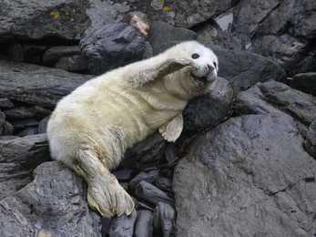 Grey seal pup waving its flipper, the Wildlife Trusts