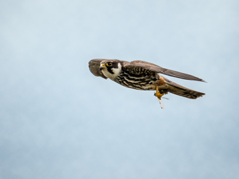 Hobby in flight, the Wildlife Trust