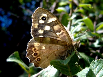 Speckled wood butterfly, The Wildlife Trusts