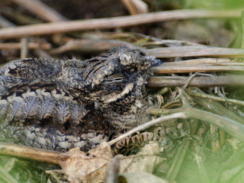 Nightjar on ground, The Wildlife Trusts