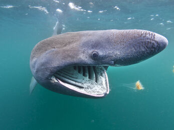 Basking shark, The Wildlife Trusts
