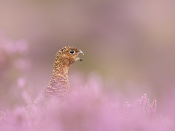 Red grouse amongst pink flowering heather, The Wildlife Trusts