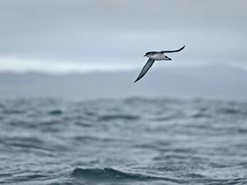 Manx shearwater soaring low over the sea, with a cloudy sky visible above it