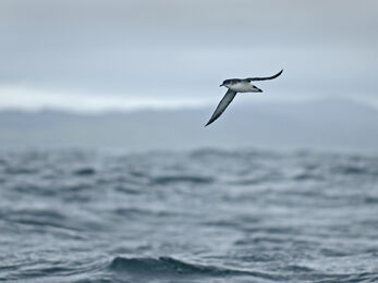Manx shearwater flying over sea, The Wildlife Trusts