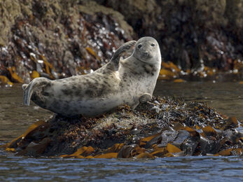 Grey seal