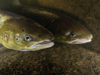 Atlantic salmon females on their migration up river to spawn in an Environment Agency fish trap, The Wildlife Trusts
