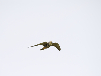 Hobby in flight, the Wildlife Trust