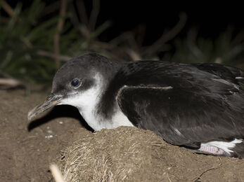 Manx shearwater on land, The Wildlife Trusts