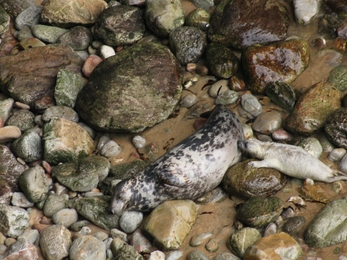 Grey seal pup suckling on a rocky beach, the Wildlife Trusts