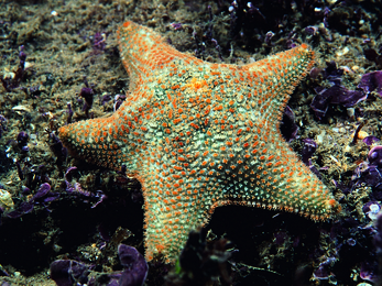 Cushion star