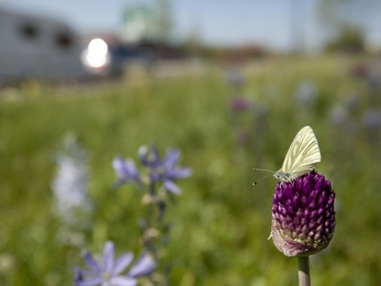 Green-veined white on road verge wildflowers 