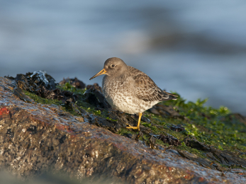 Purple sandpiper