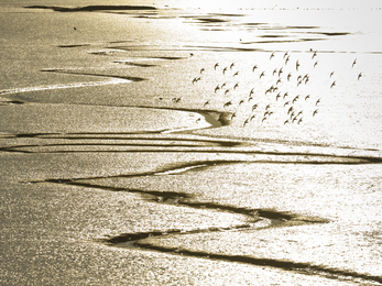 Estuary landscape at low tide an din evening light with tidal creeks and flock of dunlin in flight