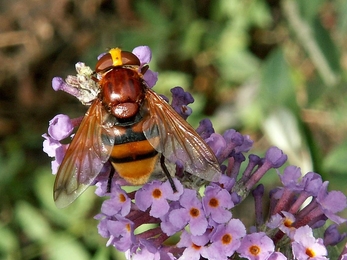 Hornet mimic hoverfly