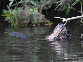 Where to see beavers | The Wildlife Trusts