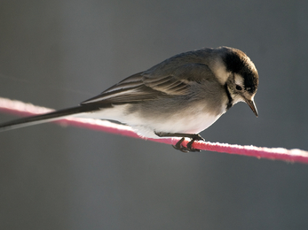 Pied wagtail