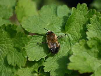 Hairy-footed flower bee (male)