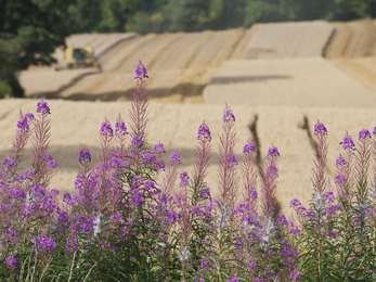 Field being harvested with pink flowers in front