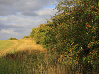 Thick hedges besides a farm field