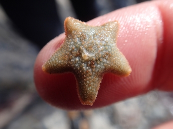 A tiny cushion star.