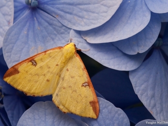 Brimstone moth