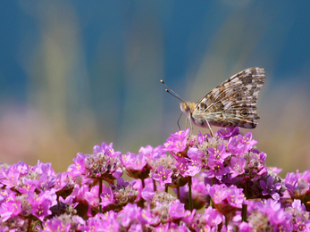 Painted lady