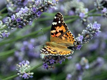 Painted lady