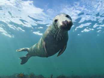 Grey seal underwater