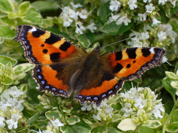 Small tortoiseshell on oregano