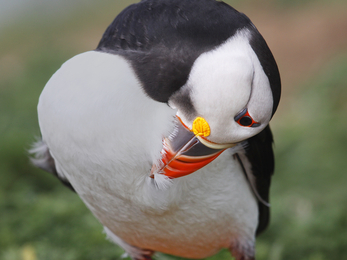 Puffin preening 