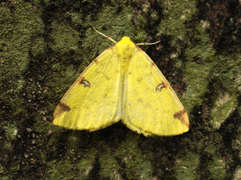 Brimstone moth