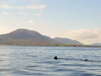 A solitary basking shark swimming with Malin Head in the background © Donal Griffin
