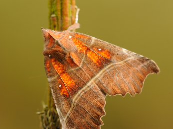 Herald moth