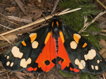 Scarlet tiger moth