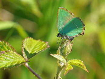 green hairstreak