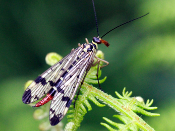 Scorpain fly