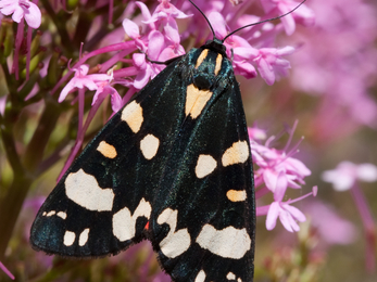 Scarlet tiger moth