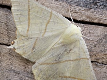 Swallow-tailed moth