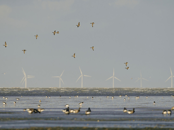 Wind farm