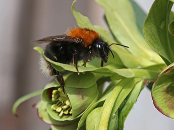 Tree bumblebee