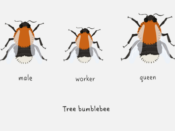 Tree bumblebee