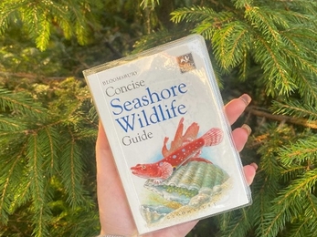 Seashore wildlife guide