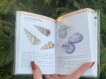Seashore wildlife guide