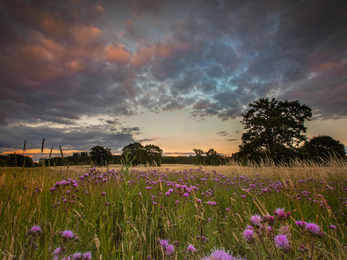 Ash Green Meadows