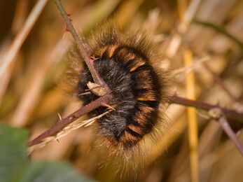 Fox moth caterpillar curled up