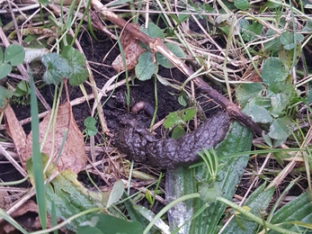 Hedgehog poo the wildlife trusts