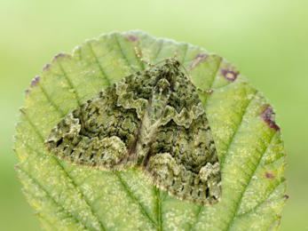 green moth on leaf