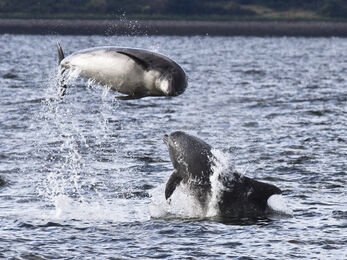Bottlenose dolphin