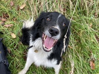 Vinnie the rescue collie sitting on the grass and looking up at the camera with his mouth open